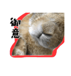 ふくのすけの日常会話（個別スタンプ：24）