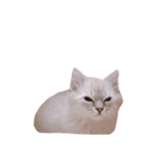 サイベリアンのポッキー（個別スタンプ：2）