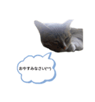 ペットスタンプ(^^)（個別スタンプ：2）
