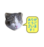ペットスタンプ(^^)（個別スタンプ：3）