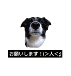 ペットスタンプ(^^)（個別スタンプ：4）