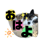 チャチャ君のスタンプ（個別スタンプ：1）
