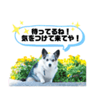 チャチャ君のスタンプ（個別スタンプ：7）