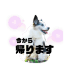 チャチャ君のスタンプ（個別スタンプ：8）