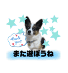 チャチャ君のスタンプ（個別スタンプ：12）