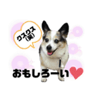 チャチャ君のスタンプ（個別スタンプ：21）