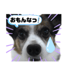 チャチャ君のスタンプ（個別スタンプ：24）