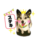 チャチャ君のスタンプ（個別スタンプ：27）