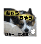 チャチャ君のスタンプ（個別スタンプ：30）