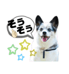 チャチャ君のスタンプ（個別スタンプ：31）