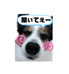 チャチャ君のスタンプ（個別スタンプ：33）