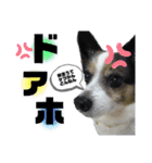 チャチャ君のスタンプ（個別スタンプ：36）