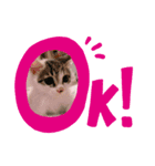 ボク、キャンティー 2（個別スタンプ：4）