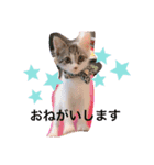 ボク、キャンティー 2（個別スタンプ：7）