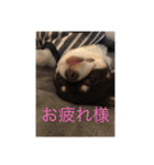 ルキちゃんスタンプ（個別スタンプ：4）