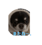 ルキちゃんスタンプ（個別スタンプ：20）