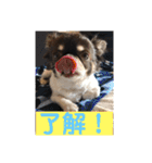ルキちゃんスタンプ（個別スタンプ：29）