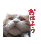 だいくろふみ（個別スタンプ：1）