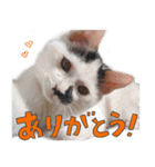 だいくろふみ（個別スタンプ：3）