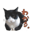 だいくろふみ（個別スタンプ：5）