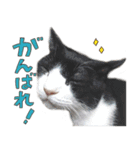 だいくろふみ（個別スタンプ：8）