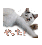 だいくろふみ（個別スタンプ：9）