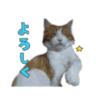 だいくろふみ（個別スタンプ：13）