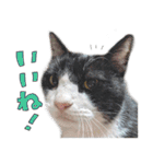 だいくろふみ（個別スタンプ：14）