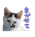 だいくろふみ（個別スタンプ：15）