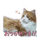 だいくろふみ（個別スタンプ：16）