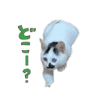 だいくろふみ（個別スタンプ：18）