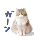 だいくろふみ（個別スタンプ：19）