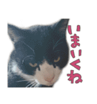 だいくろふみ（個別スタンプ：20）