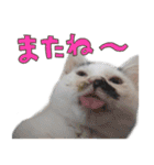 だいくろふみ（個別スタンプ：21）