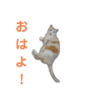 ねこ好き注意スタンプ（個別スタンプ：1）