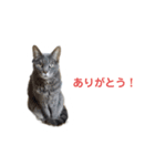 ねこ好き注意スタンプ（個別スタンプ：2）
