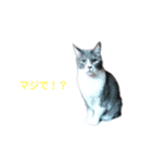 ねこ好き注意スタンプ（個別スタンプ：3）