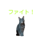 ねこ好き注意スタンプ（個別スタンプ：5）