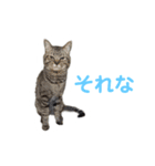 ねこ好き注意スタンプ（個別スタンプ：6）