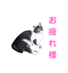 ねこ好き注意スタンプ（個別スタンプ：7）