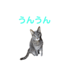 ねこ好き注意スタンプ（個別スタンプ：8）
