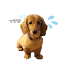 cokkie（個別スタンプ：1）