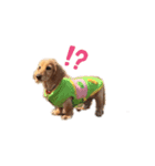 cokkie（個別スタンプ：7）