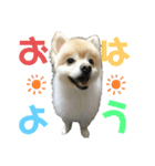 ポメラニアン スカイ（個別スタンプ：1）