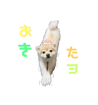 ポメラニアン スカイ（個別スタンプ：2）