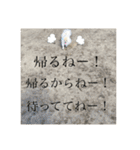 ポメラニアン スカイ（個別スタンプ：9）