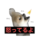 ポメラニアン スカイ（個別スタンプ：13）