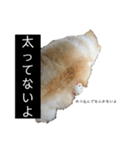 ポメラニアン スカイ（個別スタンプ：15）
