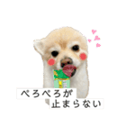 ポメラニアン スカイ（個別スタンプ：18）