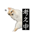 ポメラニアン スカイ（個別スタンプ：21）